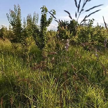 Torpaq: Salam İsmayıllı rayonu da torpaq sahəsi satılır istəyən olsa əlaqə — 7