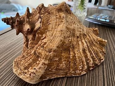 dekor satisi: Dekorativ böyük dəniz salyankası (konk qəbizə bənzər) - Material — 2