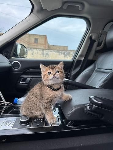 ev heyvanları: Qızıl şinşilla, Yaxşı əllərə — 3