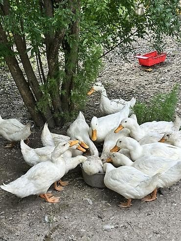 hava matraslari: Ağ Pekin ördəkləri və təzə kəsilmiş ördək əti - Cins: Ağ Pekin — 3