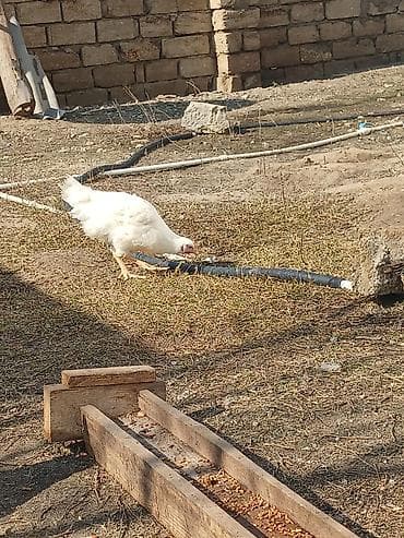 Quş əti: Toyuq, Damazlıq, Ünvandan götürmə — 3