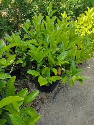 üzüm ağacı: Dekorativ ağaclar gül çiçək qazon torf torpaq ağdaşlar satşi ağacların — 1