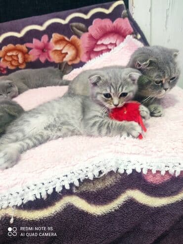 Opel: Шотландская, Самец, Самовывоз — 6