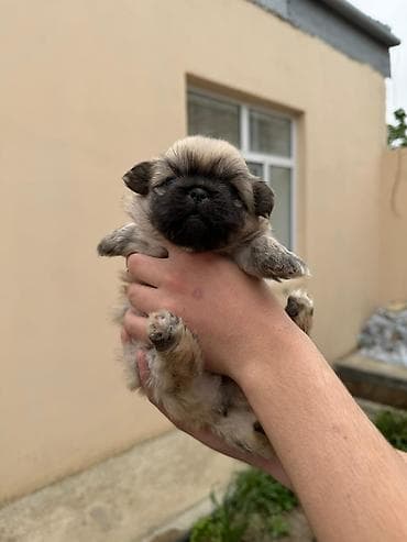 avcarka bala: Pekines, 1 ay, Dişi, Peyvəndli, Rayonlara çatdırılma — 4