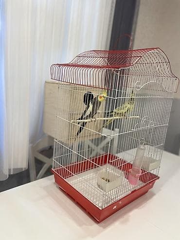 quş damı: Nimfa (Cockatiel) cütlüyü və qəfəs dəsti Məhsul təsviri: - 2 ədəd — 3