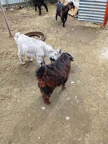 ördək balası və cücə: Balalı keçilər – yerli cins biri hələb dörd çəpşdi ikisi erkək — 1