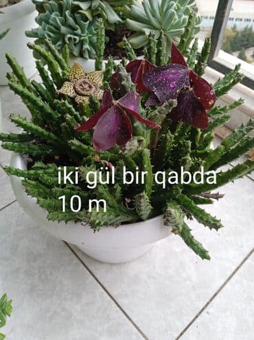 Buket güllər: Sukulənlər – müxtəlif növlər birbaşa qabda - Qab 1: Eyni qabda iki — 1