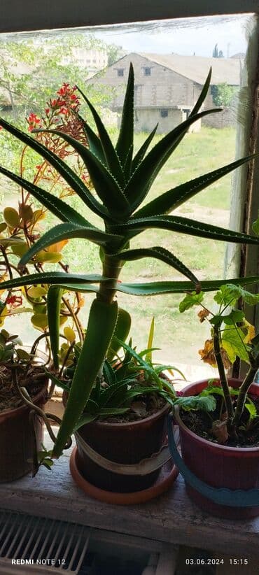 1 ədəd qızılgül: Müxtəlif ölçüdə,müxtəlif növ otaq bitkiləri var. iş ev, məktəb üçün — 3