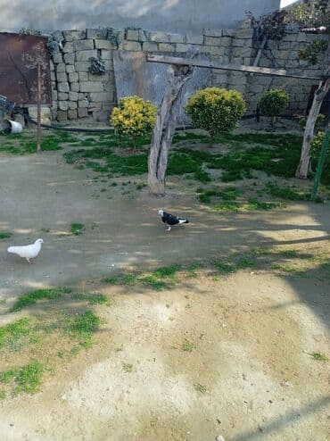 goyərcin yumurta: Baladır — 3