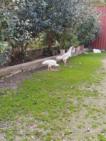 lalafo az heyvanlar: Ağ rəngli yerli toyuqlar – uzunsov bədənli, hündür ayaqlı, aktiv və — 3