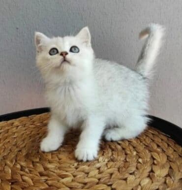 pitbul balaları: Erkək, Dişi — 2