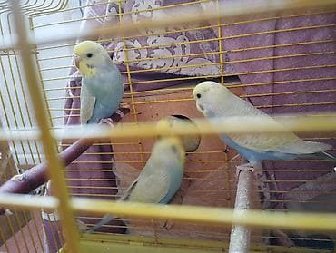 3 çüt tergitme tutuqusulardir her birinin altında bala ve yumurta var