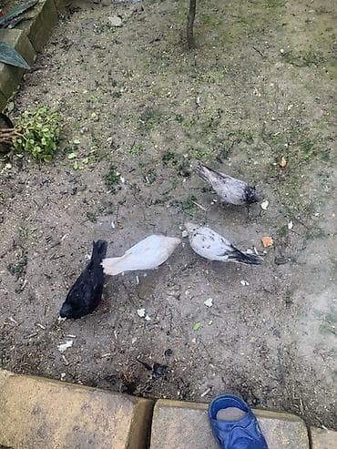 goyərcin pavlin: Göyərçinlər – 4 ədəd - Rənglər: qara, ağ-krem, boz-mərməri və ağ-qara — 3