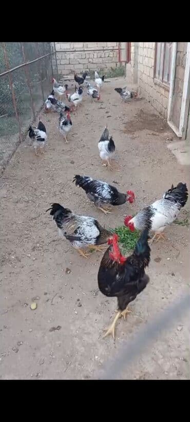 xoruzun nece rengi var: Məhsul: Təmiz həyət şəraitində saxlanılan xoruzlar Təsvir: - — 3