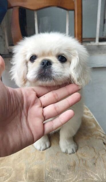 azerbaycan it adlari erkek: Pekines, 2 ay, Erkek — 4