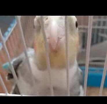 quş yuvası: KARELLA KEŞA (cockatiel) – sevimli ev quşu - Növ: Nymph kakadu - — 1