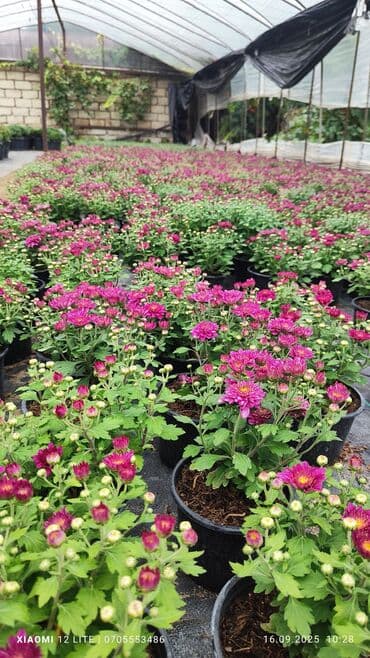 helba bitkisi faydaları: İstənilən sayda var ünvan Bakı şəhəri Nardaran qəsəbəsi — 5