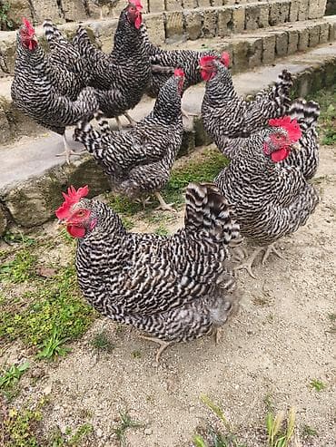 Toyuq, Damazlıq, Ödənişli çatdırılma
