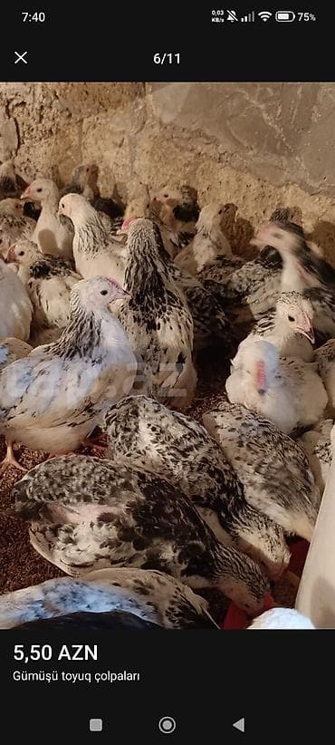 bildirçin əti satışı: ‼️ Serebrist Colpaları Endirim olundu 2 ay yarımlığ tam sağlam — 4