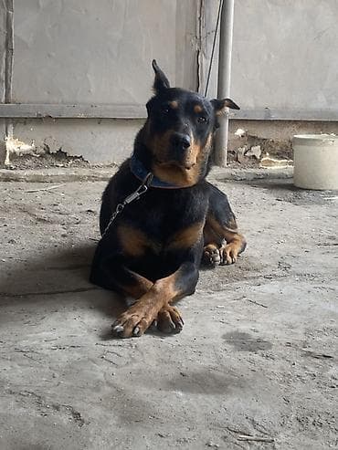 it ucun evler: Doberman, 1 il, Dişi, Peyvəndli, Ünvandan götürmə — 2