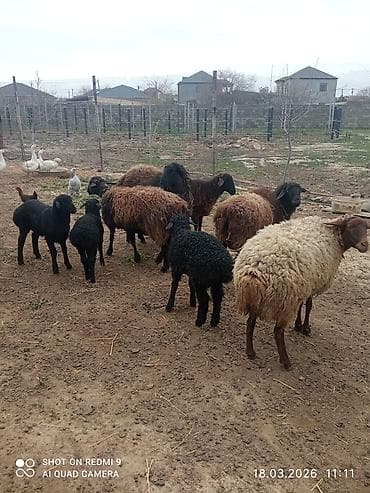 it yem: 5 can birinci ikinci qarına olan quzulu və iki yaş yarımlıq qoç — 9