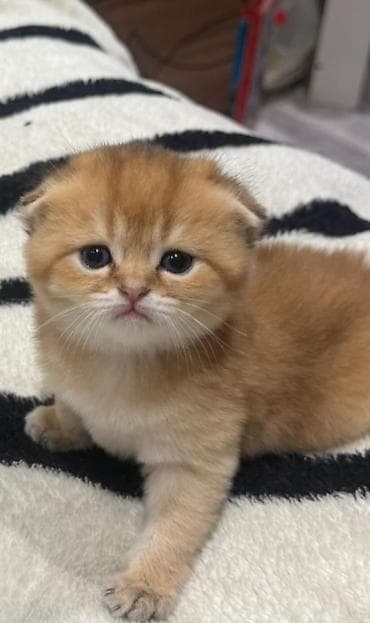 Qızıl şinşilla, Dişi, Yaxşı əllərə, Rayonlara çatdırılma