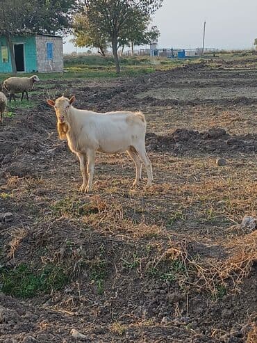 cins inekler: Ağ rəngli erkək keçi təmiz zanen 2 yaşı var əlavə məlumat üçün zəng — 4