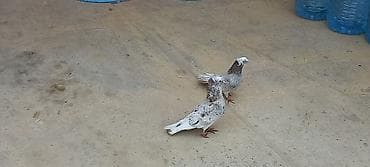 dekorativ göyərçinlər: Erkey maya yumurtaya qovur cutu 40 manata — 2