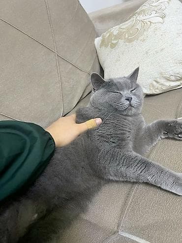 britain pisiyi satilir: Britan, Erkək, Yaxşı əllərə, Ödənişli çatdırılma — 3