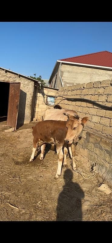 sudlu inekler: Erkək simmental balalı inək satılır. Bala süni mayalanmadan olub. 4 — 4