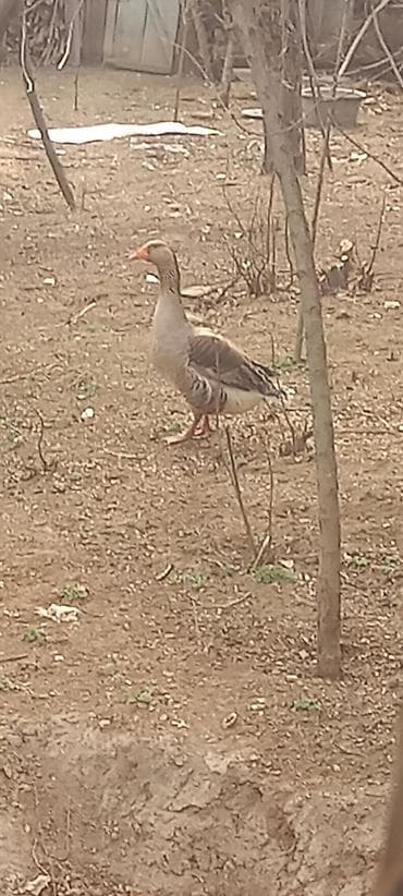 itler pikines type 1: Yeri qaz satlır bir erkey bir dişi — 2