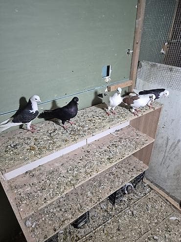 1) Qara ağ baş desdə ağ quyruğlar 1 erkəy 1 maya erkəy Masazırda maya