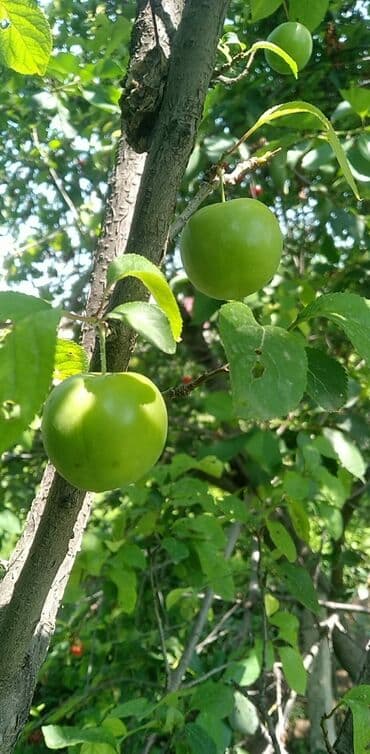 ən gözəl tort şəkilləri: Turşu və kampot üçün gözəl peyvənd alça 1.5 m sabah Bakıya maşın — 2