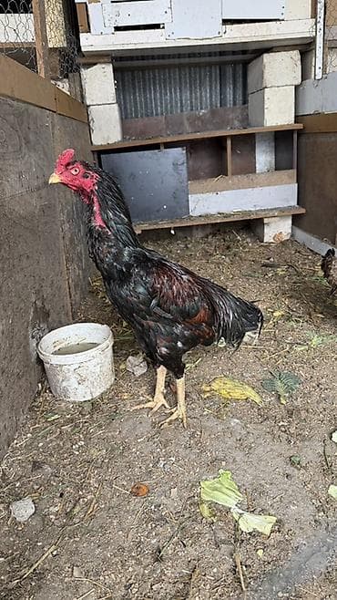 Toyuqlar: Heyratı satılır esil damazdıq xoruz 2 yaş var Təsvir: - Hündür — 1