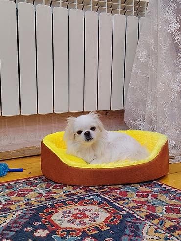 gəncə itlər: Dişi pekines cütleşdirmek üçün elkek lazimdi cekisi 4 veya 5 kq olsun — 1