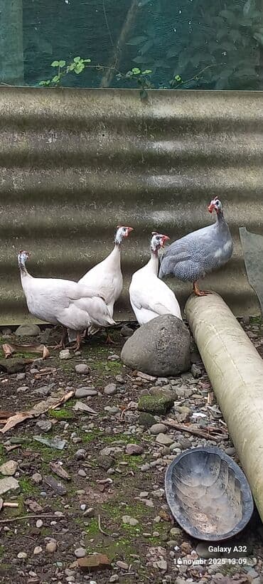 at yəhər: Toyuq, Damazlıq — 5