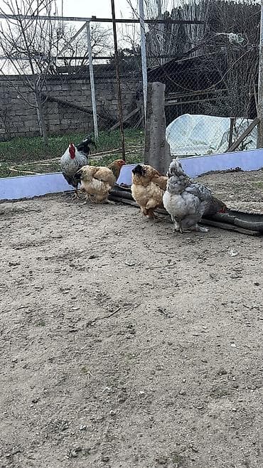 Quşlar: Hinduwka mayali yumurtalari Məhsul: Ağ hinduşka (erkək) GoRduYuNuZ — 6