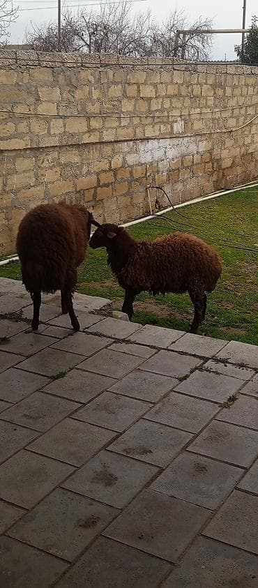 Dişi qoyunla barter