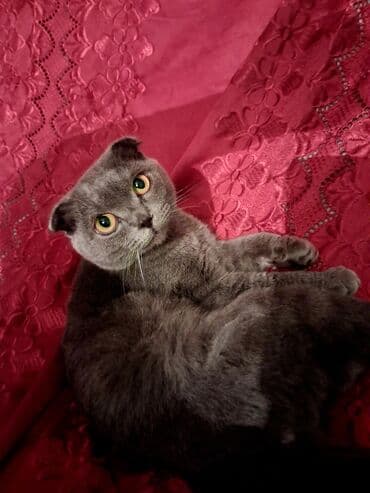 şotland pişiyi ağ: Şotland yastı qulaq — 1