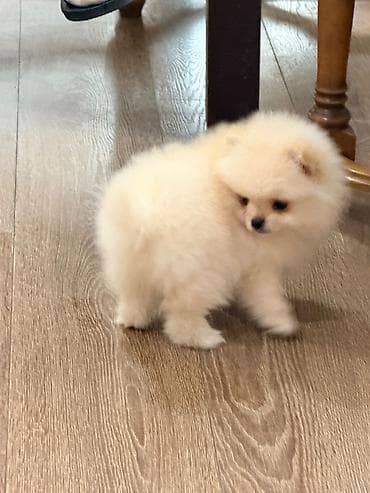 pop it: Şpitz, 2 ay — 9