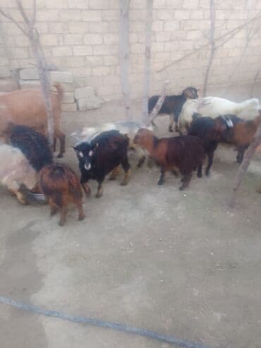 Atlar: Məhsul: Qoyun-keçi təsərrüfatı üçün keçilər (qarışıq sürü) Təsvir: - — 7