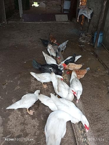 yaşılbaş ordək: 5Dişi 4erkəy Tam sağlam Ördəklərdi Hamsi bir yerdə 180manat — 7