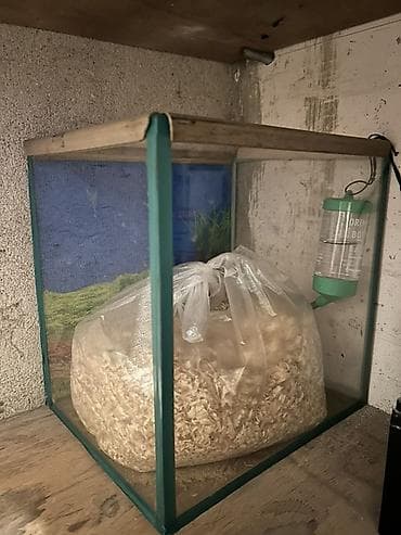 Digər heyvanlar: Hamster qəfəsi və aksesuarlar dəsti 60manat qəfəs iki hemstrada — 4