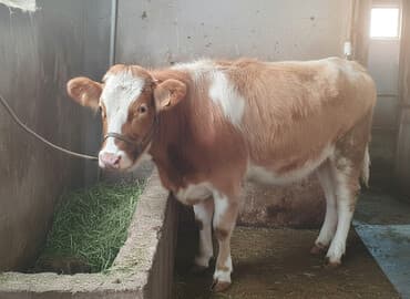 soya yemi: Satılır: cins dana - Növ: iribuynuzlu (dana) - Rəng: açıq qəhvəyi — 1