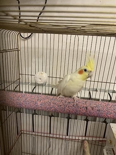 Heyvanlar üçün mallar: Korella lutilla. 7 ayliqdi.Iki Uç soz deyir. Erkeydi. Oynayan quwdur — 6