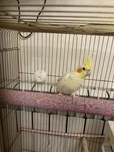 Quşlar: Korella erkek.
7 ayliqdi.Cox feal quwdur.Oynuyandir — 6