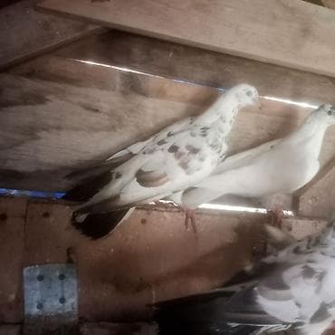 Enli quyruq çiler uzun quşlardi hazir cütduler bala veren quslardi