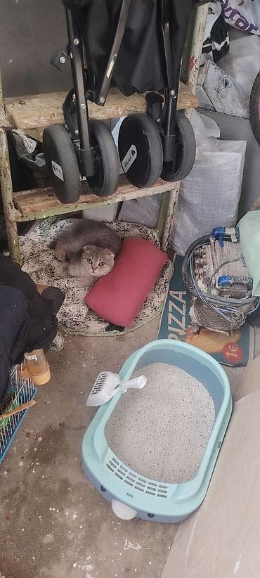 Pısıy satilir ev pisiydir herseyi var təcili 4 ayliq dır 120 m