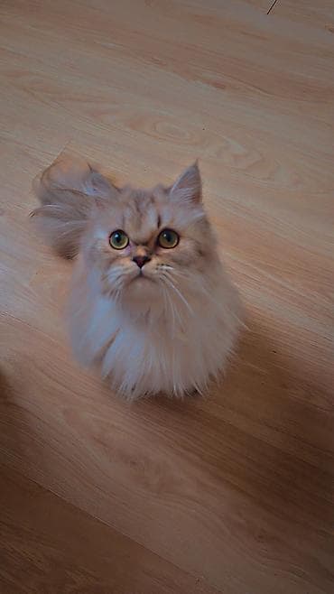 Gəmiricilər: Dişi — 2