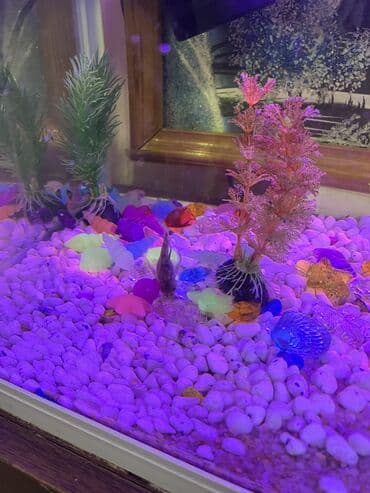Грызуны: Akvaryum komplekti İçində 2 ədəd pilesos balıqla birlikdə satılır — 5